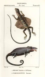 Dragão voador comum e camaleão de dois chifres