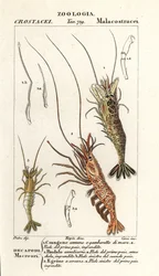 Camarão comum, Crangon crangon 1, camarão rosa, Pandalus montagui 2 e Aegaeon cataphractus 3