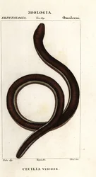 Caeciliano de banda amarela comum, Ichthyophis glutinosus