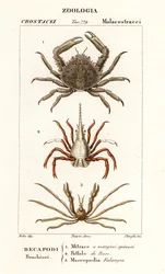 Caranguejo-pega-coral, caranguejo-flecha e caranguejo-aranha de Leach