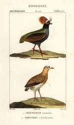 Perdiz cristalizada e buttonquail