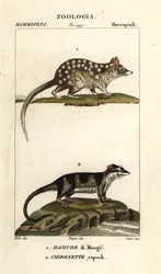 quoll oriental e gambá de água
