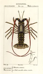 Lagosta europeia, Palinurus elephas
