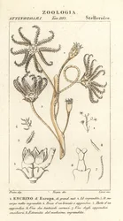Crinóide extinto Encrinus, Encrino dEuropa