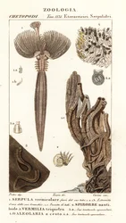 Verme do ventilador, Serpula vermicularis 1, verme do polychaete, Spirorbis corrugatus 2, verme do anelídeo de construção de tubos, Spirobranchus triqueter 3 e Galeolaria caespitosa 4