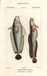 Forkbeard, Phycis phycis 1 e fivebeard rockling, Ciliata mustela