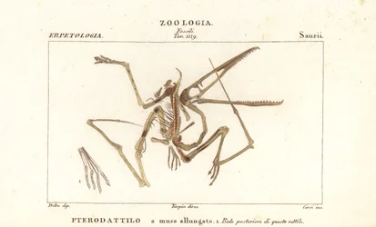 Esqueleto fóssil de um pterodáctilo extinto, Pterodactylus antiquus