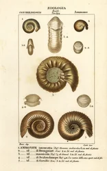 Fósseis de espécies extintas de amonite