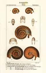 Fósseis de espécies extintas de amonite