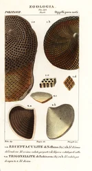 Fósseis de corais extintos