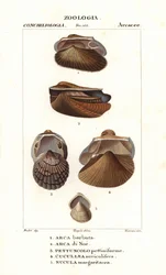 Amêijoas de arca de água doce