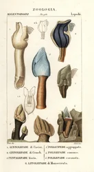 Cachos de ganso