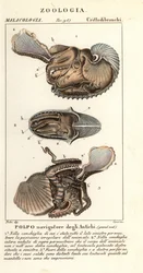 Grande polvo de argonauta, Argonauta argo