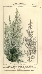Algas verdes, Draparnaldia hypnosis, Draparnaldia in forma dIpno