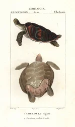Tartaruga marinha verde, Chelonia mydas Endangered