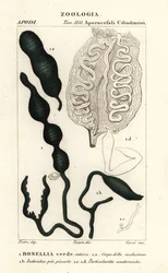 Colher-marinha verde, Bonellia viridis