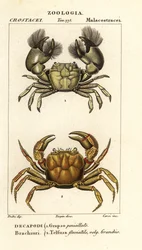 Hemigrapsus penicillatus e Potamon fluviatil