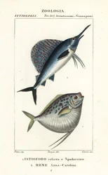 Veleiro Indo-Pacífico, Istiophorus platypterus 1, e peixe-lua, Mene maculata 2
