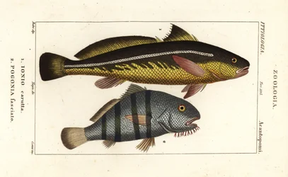 Corvina de karut, Johnius carutta, Ionio carutta 1 e tambor preto, Pogonias cromis, Pogonias fasciatus, Pogonia fasciato 2