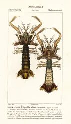 Camarão louva-a-deus, Lysiosquilla scabricauda