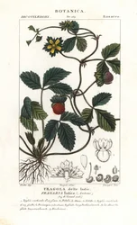 Morango falso, Potentilla indica