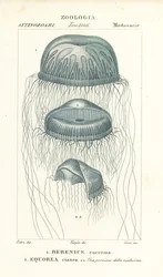 Medusa a olho nu, Berenix euchroma 1 e geleia de cristal, Aequorea cyanea 2