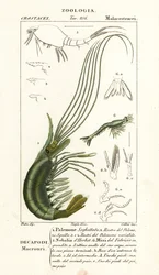 Camarão Narwal, leptostracan e mysid shrimp