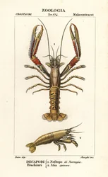 Lagosta e camarão