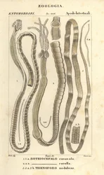 Vermes parasitas e ténias, Bothriocephalus coronatus 1, Bothriocephalus corolla 2, e lombriga, Triaenophorus nodulosus 3