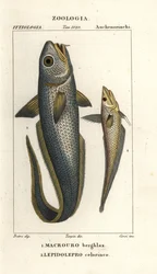 Granadeiro de cabeça áspera ou granadeiro olho de cebola, Macrourus berglax 1 e granadeiro de focinho oco, Coelorhynchus caelorhincus (Lepidoleprus coelorhinchus) 2