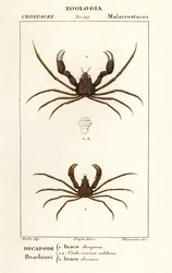 Caranguejo-aranha escorpião e caranguejo-aranha de Leach