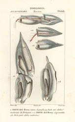 Sifonóforos, Diphyes dispar, Diphyes boryi, Difie del Bory