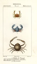 Espécies de caranguejo