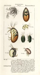 Espécies de ostracodes