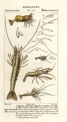 Espécies de camarão