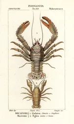 Lagosta agachada, Galathea strigosa 1 e Aegla laevis 2