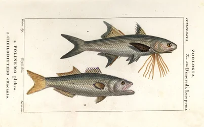 Threadfin listrado e anchova