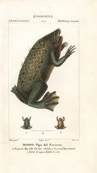 Sapo Suriname, Pipa pipa