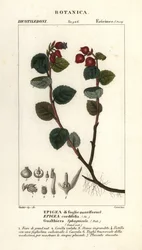 Teaberry, Gaultheria domingensis