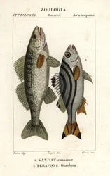 Zander, Sander lucioperca 1, e jarbua terapon, Terapon jarbua 2