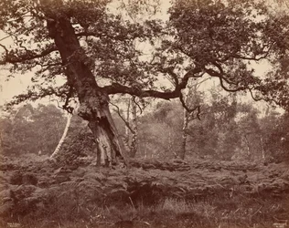 Estudo de árvore,c. 1870 (foto)