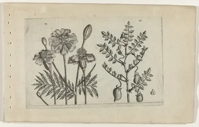 Tagetes e grão de bico Cognoscite lilia (título da série)