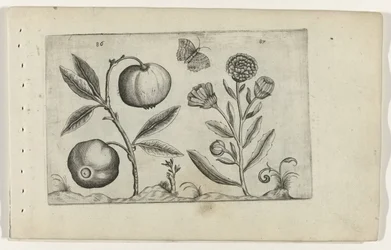 Assyrische appel en goudsbloem Conheça os Lírios (título da série)