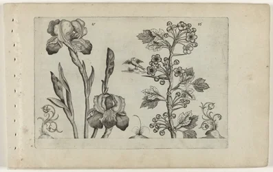 Íris barbada e murta de coral
Cognoscite lilia (título da série)