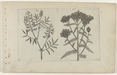 Boswikke em tuizendblad Conheça os Lírios (título da série)