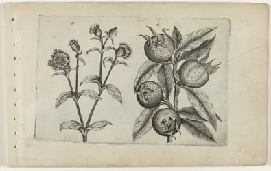 Cuco do dia e medlar
Cognoscite lilia (título da série)