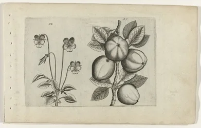 Pansy e maçã
Cognoscite lilia (título da série)