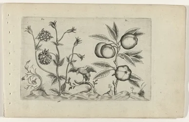 Dupla aquilegia e maçã
Cognoscite lilia (título da série)
