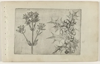 Centaury(?) e Holly Cognoscite lilia (título da série)