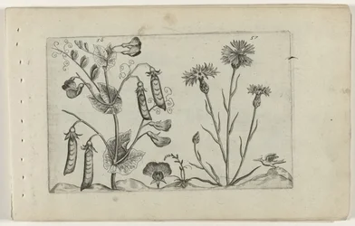 Ervilha e flor de milho
Cognoscite lilia (título da série)